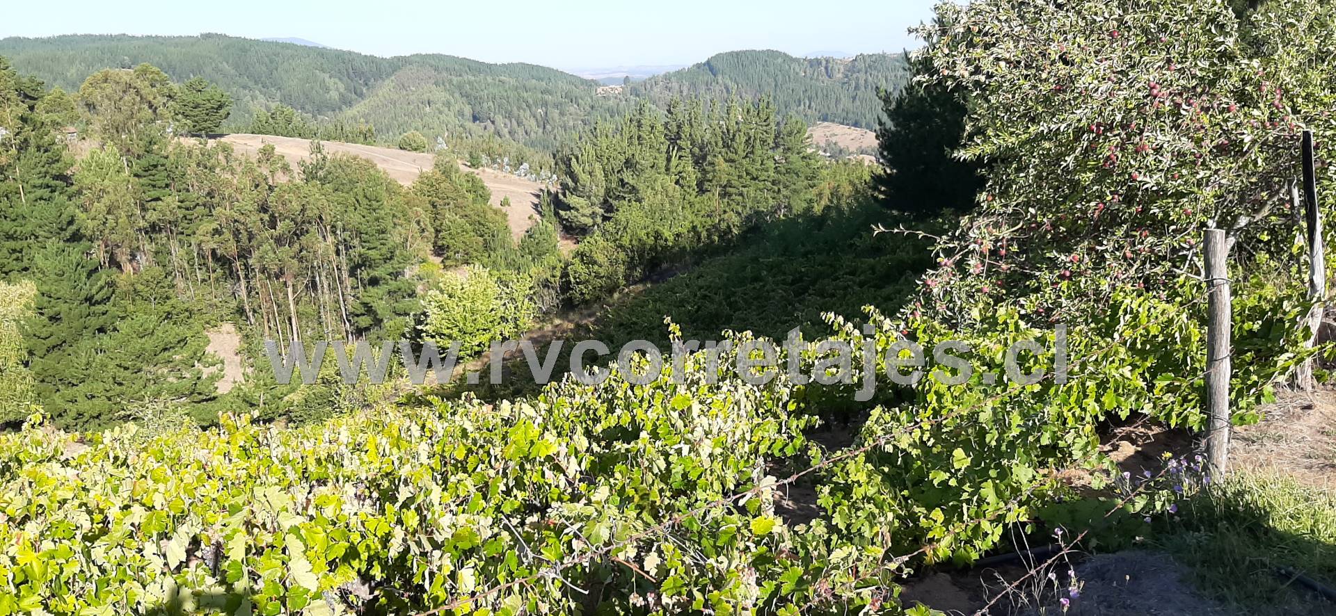 Quirihue, vendo bonita parcela con viña en producción