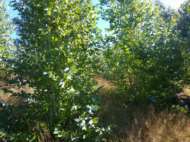 Quirihue vendo 3 hectareas  $30-0000-000