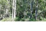 Quirihue. Vendo 1,5 hectáreas de terreno en $45.000.000. Con plantación de pinos y eucaliptos.