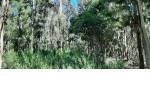 Quirihue. Vendo 1,5 hectáreas de terreno en $45.000.000. Con plantación de pinos y eucaliptos.