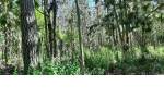 Quirihue. Vendo 1,5 hectáreas de terreno en $45.000.000. Con plantación de pinos y eucaliptos.