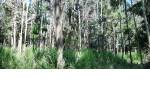 Quirihue. Vendo 1,5 hectáreas de terreno en $45.000.000. Con plantación de pinos y eucaliptos.