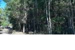 Quirihue. Vendo 1,5 hectáreas de terreno en $45.000.000. Con plantación de pinos y eucaliptos.