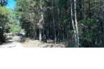 Quirihue. Vendo 1,5 hectáreas de terreno en $45.000.000. Con plantación de pinos y eucaliptos.