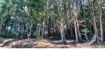 Quirihue. Vendo 1,5 hectáreas de terreno en $45.000.000. Con plantación de pinos y eucaliptos.
