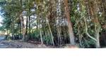Quirihue. Vendo 1,5 hectáreas de terreno en $45.000.000. Con plantación de pinos y eucaliptos.