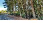 Quirihue. Vendo 1,5 hectáreas de terreno en $45.000.000. Con plantación de pinos y eucaliptos.