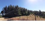 Quirihue. Vendo 1,5 hectáreas de terreno en $45.000.000. Con plantación de pinos y eucaliptos.
